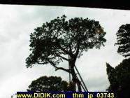 thm_jp_03743.jpg