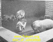 thm_JP_old035068.jpg
