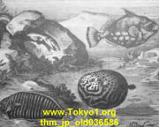 thm_jp_old036586.jpg
